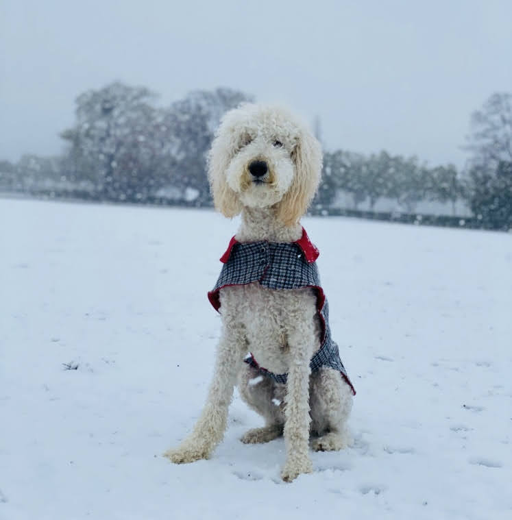 スタンダードプードルは雪が大好き